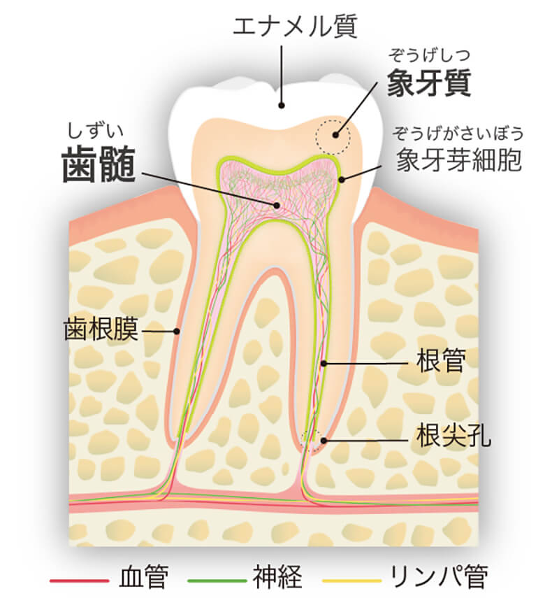 関口歯科 川越、歯医者、歯科医、歯周病、根管治療、入れ歯(義歯)、審美歯科・セラミック治療、自由診療