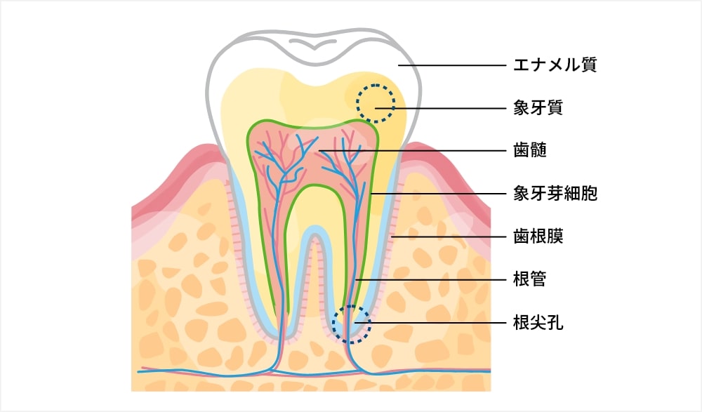 歯髄が持つ４つの役割
